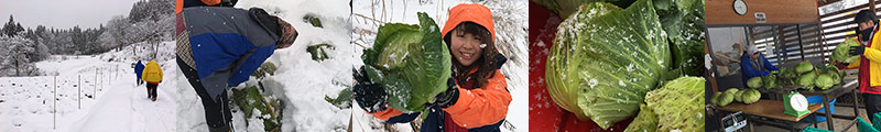 2016年1月 小谷村伊折地区での雪中キャベツ収穫の模様!