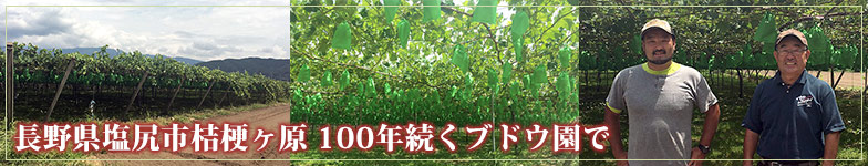 長野県塩尻市桔梗ヶ原 100年続くブドウ園で